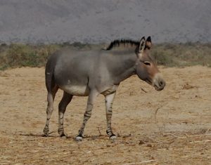 צילום של פרא